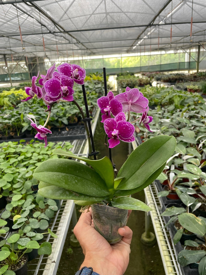 Orchid 'Purple Spotted Phalaenopsis' by House Plant Dropship