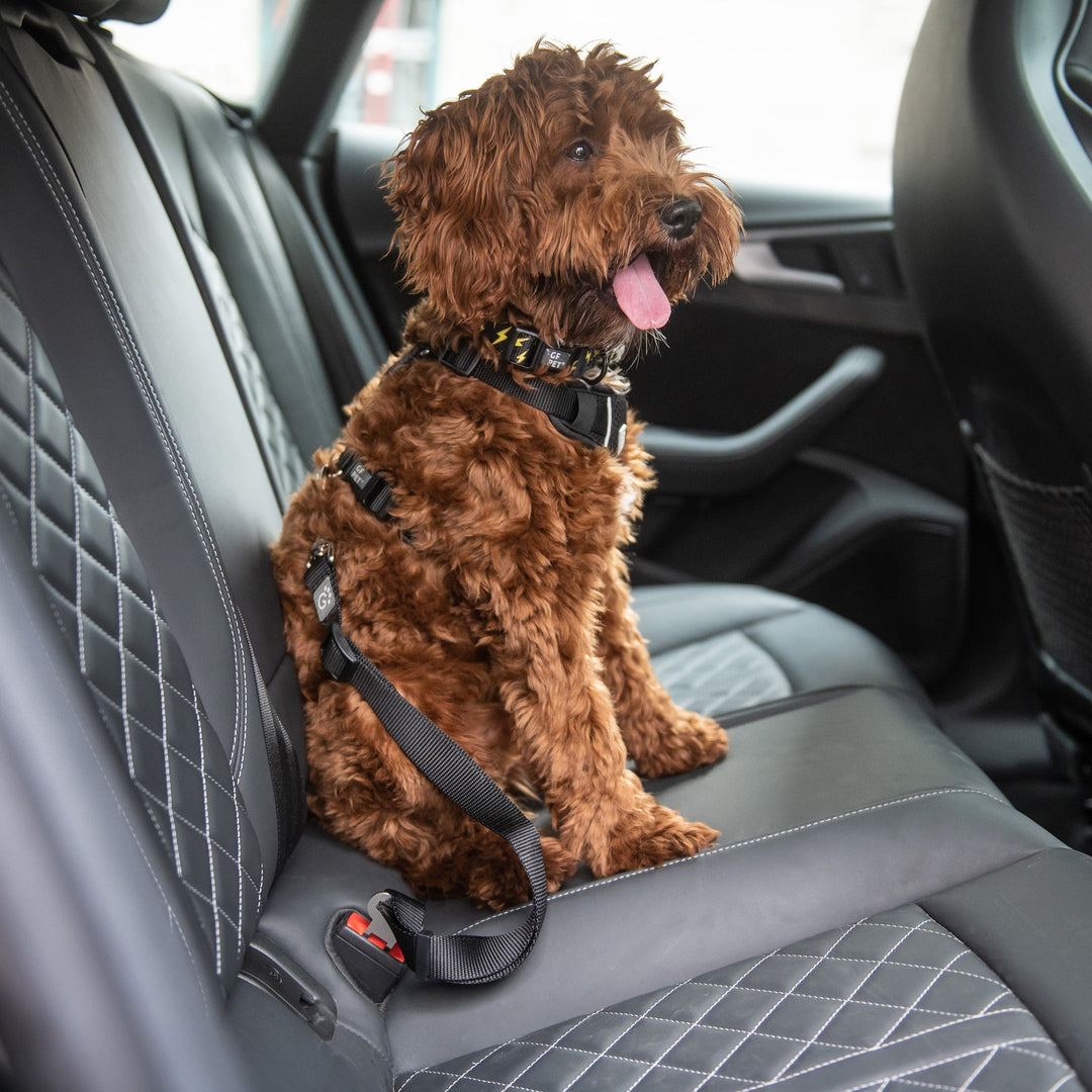 Pet Seat Belt Tether by GF Pet