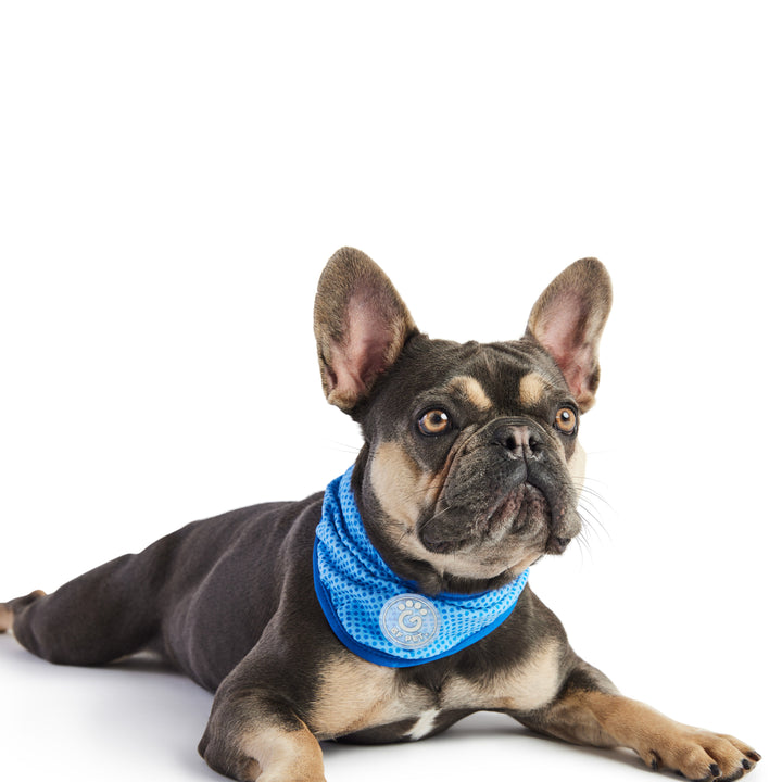 ICE BAND - Dog Cooling Bandana - Blue by GF Pet