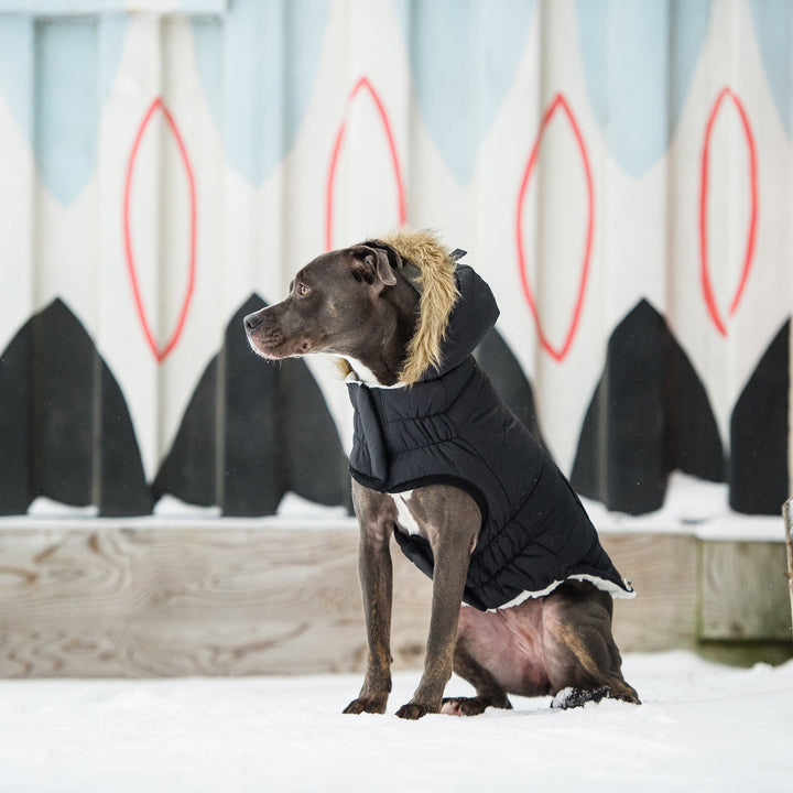 Urban Parka - Black by GF Pet