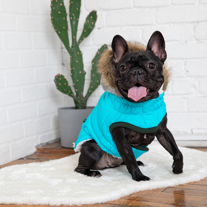 Winter Sailor Parka - Aqua by GF Pet