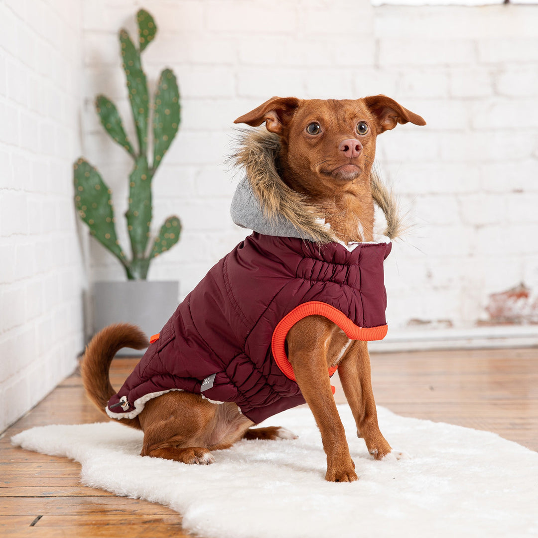 Winter Sailor Parka - Burgundy by GF Pet