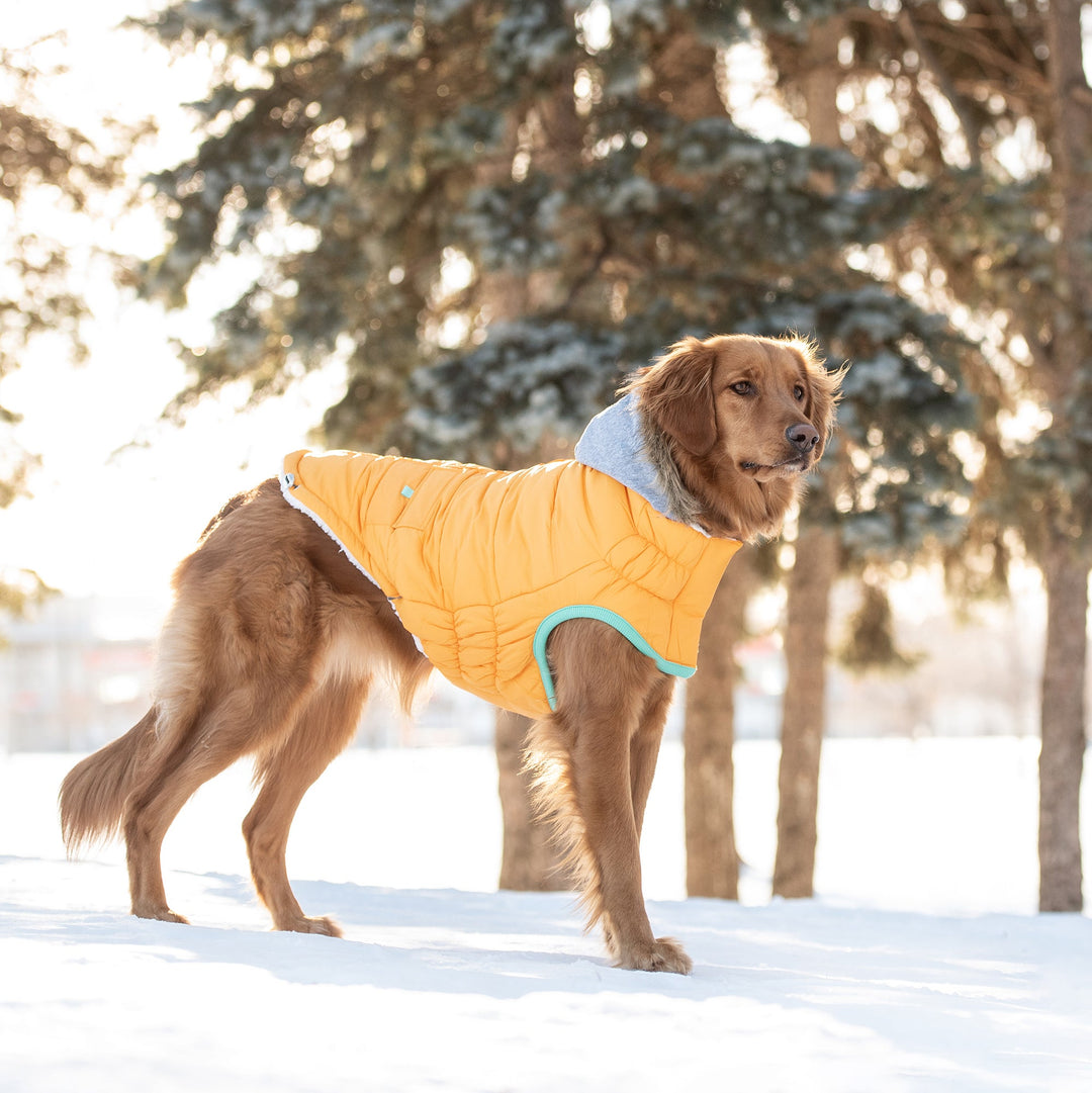 Winter Sailor Parka - Yellow by GF Pet