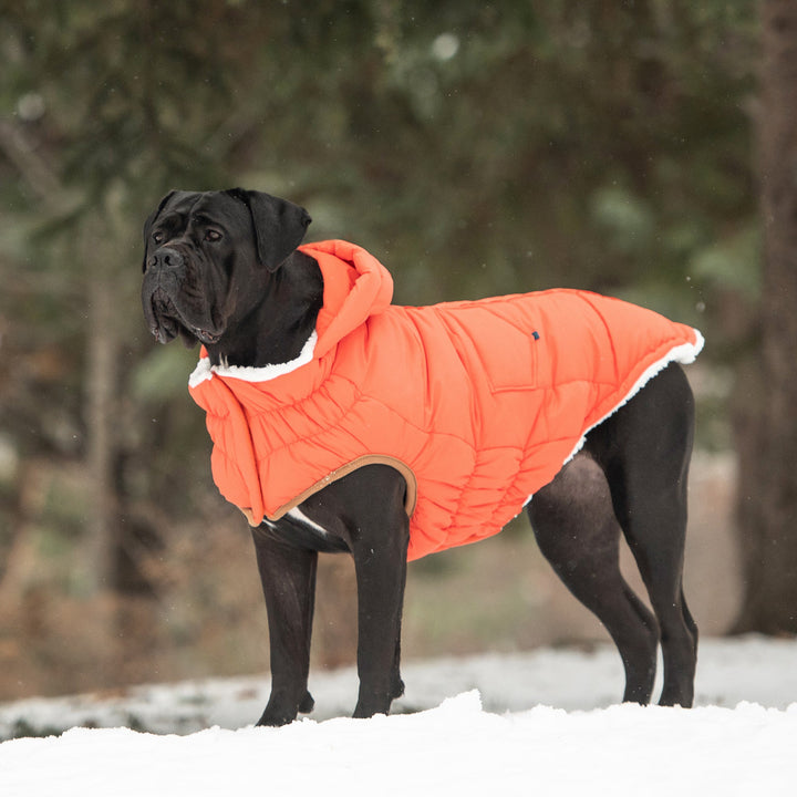 The Puff Parka - Orange by GF Pet
