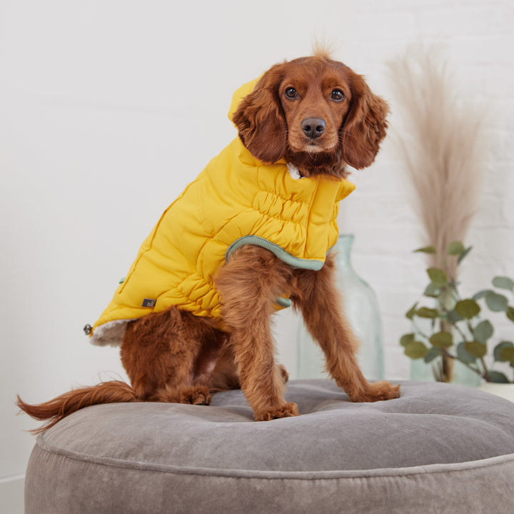 Arctic Parka - Yellow by GF Pet