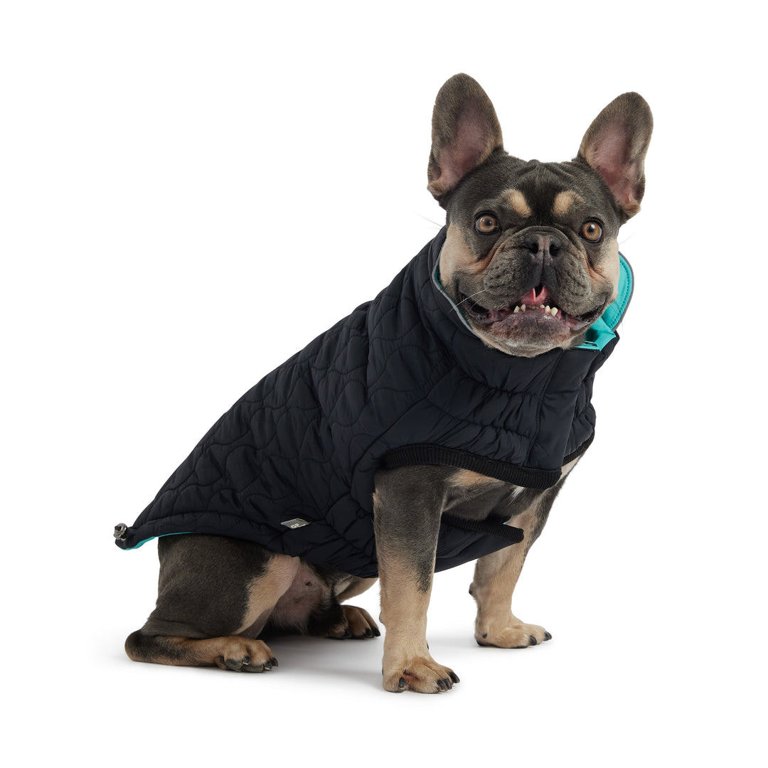 Reversible Chalet Jacket - Black/Aqua by GF Pet