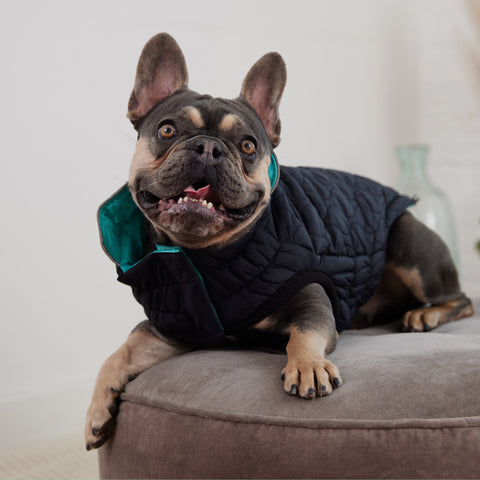 Reversible Chalet Jacket - Black/Aqua by GF Pet