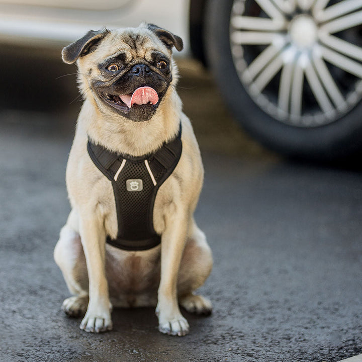Travel Harness - Black by GF Pet