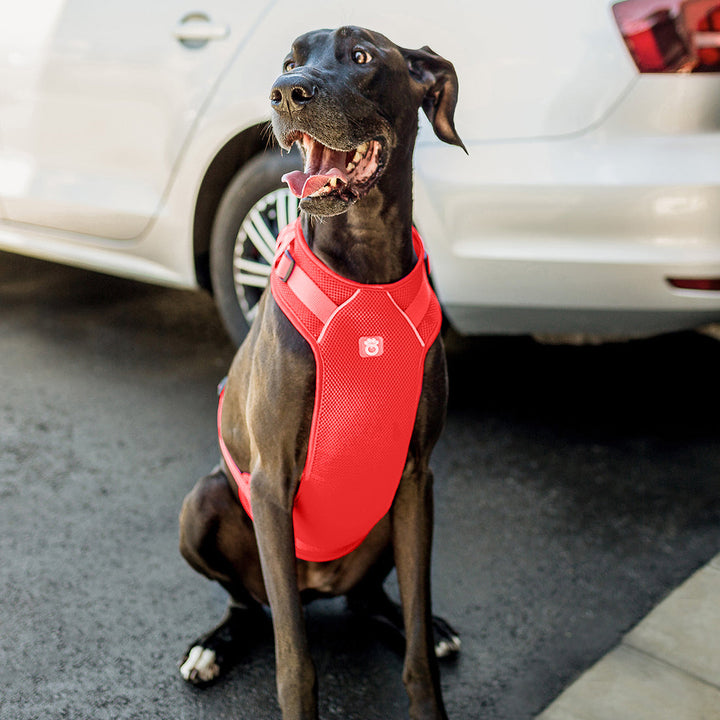 Travel Harness - Red by GF Pet