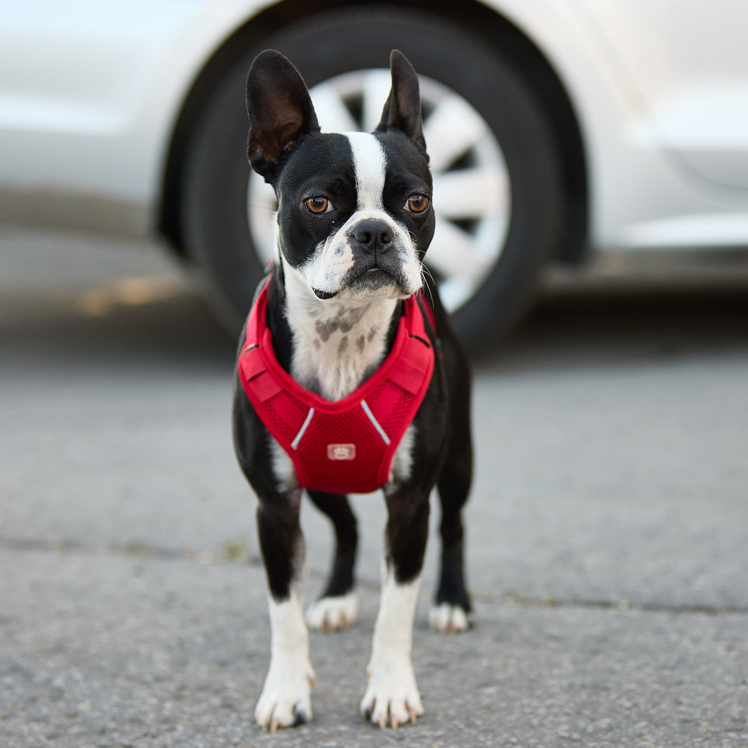 Travel Harness - Red by GF Pet
