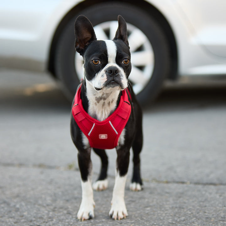 Travel Harness - Red by GF Pet