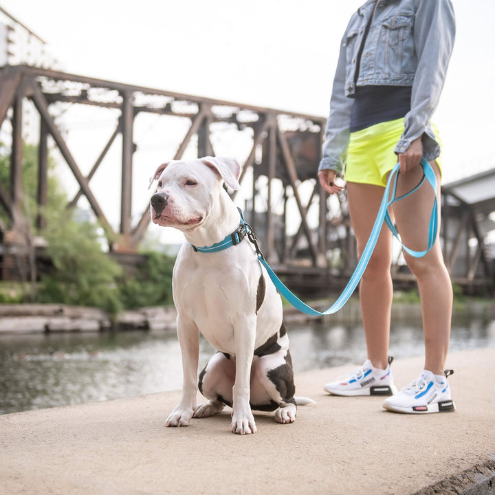 Reflective Leash - Neon Blue by GF Pet