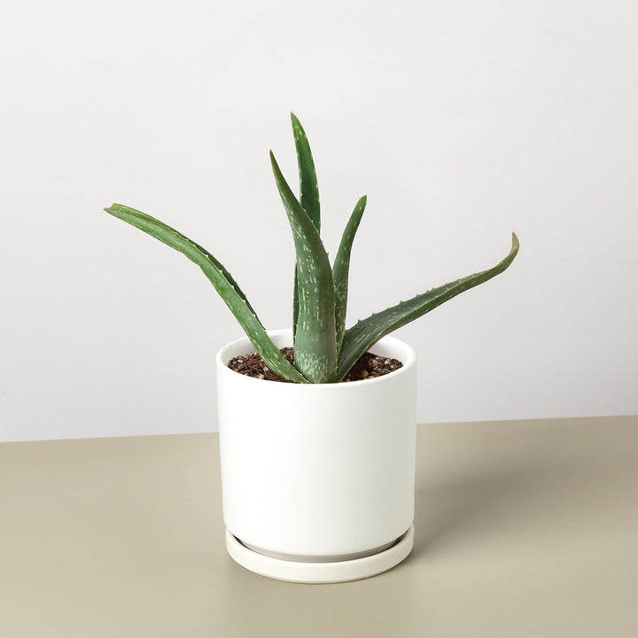 Aloe Vera by House Plant Shop