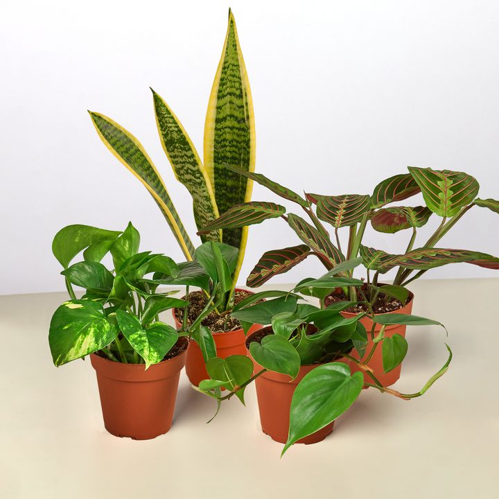 Low Light Bundle by House Plant Shop